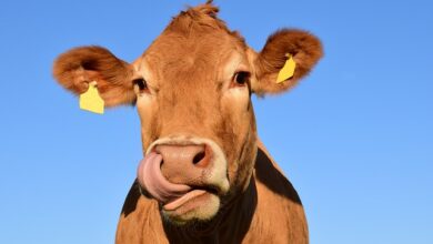 Sonhar com Vaca