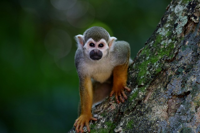 Sonhar com Macaco - Número da Sorte